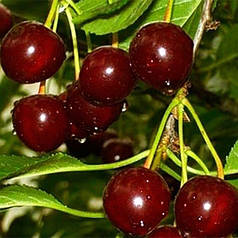 Саджанці вишні сорт Ксенія, підщепа магалєпка