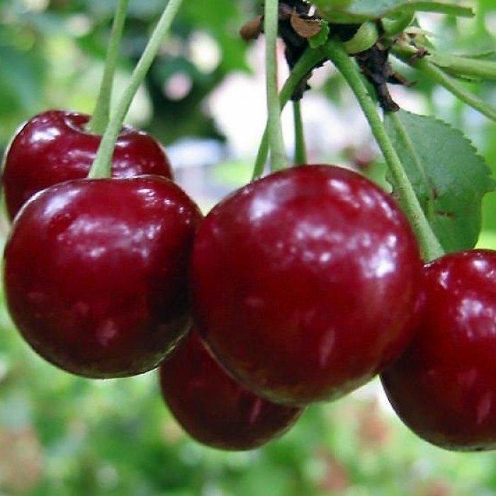 Саджанці вишні ранньої сорт Ерді великоплідна, підщепа магалєпка