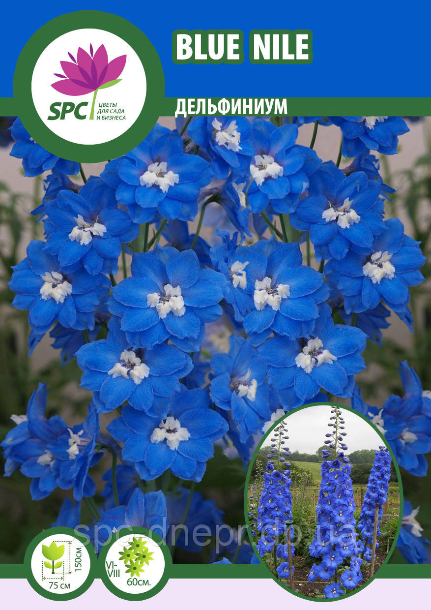Дельфініум Blue Nile