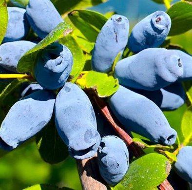 Жимолость сорт Аврора 2 річна, конт. 1.5 л