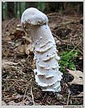 Супозиторії двивопухелеві з грибом Веселка, Дніпро, фото 2