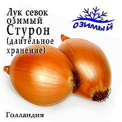 Цибуля сівок озима Стурон (Sturon), Голландія, 1 кг