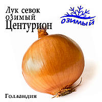 Лук севок озимый Центурион, Голландия, 1 кг