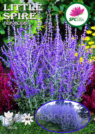 Перовскія Little Spire, фото 1