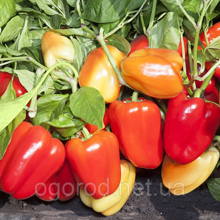 KS 3115 F1 10 шт. насіння солодкого перцю Kitano Seeds