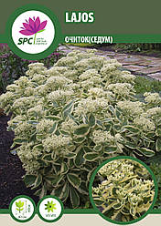 Очіток Lajos