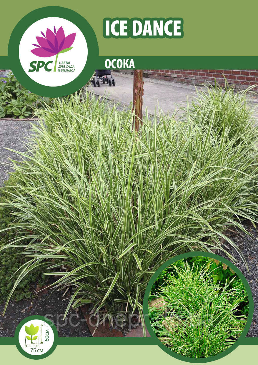 Осока Ice Dance