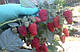 Саджанці малини Соколиця середня, фото 2
