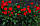 Саджанці троянди Анічка (Anichka, Аничка, Капелька), фото 2