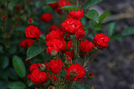 Саджанці троянди Анічка (Anichka, Аничка, Капелька)