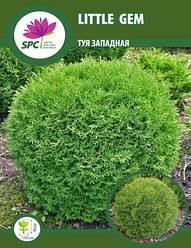 Туя західна Little Gem
