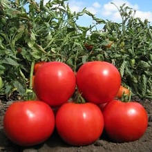Аніта F1 10 шт насіння томату низькорослого Kitano Seeds