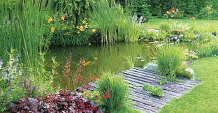 Экопруд на ділянці для відпочинку.