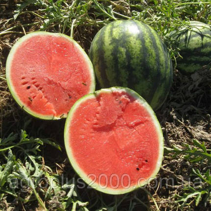 Насіння Кавун Ерлі Джитана F1 Early Gitana поштучне 10 насіння United Genetics, фото 1