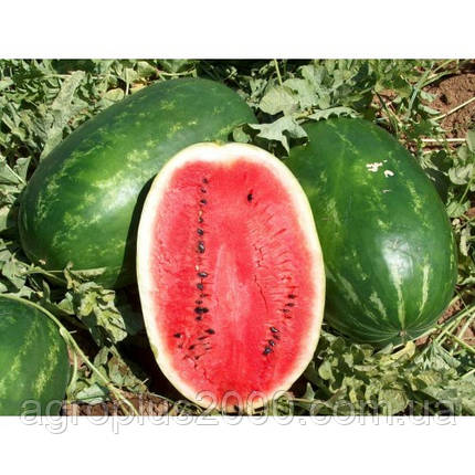 Насіння Кавун Ерлі Саманта F1 8 насіння United Genetics, фото 2