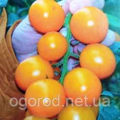 Нессі(KS 1549 F1) томат коктейльний жовтий Kitano Seeds 1000 шт
