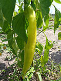Хуеро (Huero F1) насіння гіркого Unigen Seeds США 250 шт., фото 5
