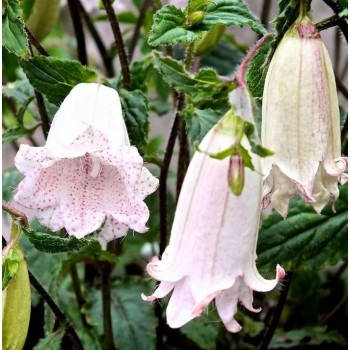 Дзвіночок 'Milky Way'.