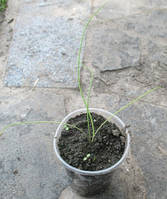 Цибуля батун. Розсада в контейнерах Д5.