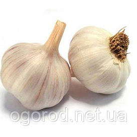 Озимий часник Мессидром TOP Onionsets Голландія 0,25 кг
