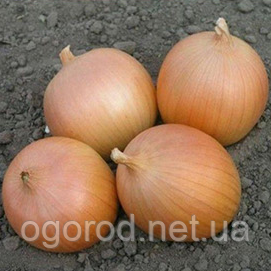 Цибуля-сівок (тиканка) Сеттон TOP Onionsets Голландія 0,25 кг