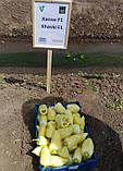 Хаскі F1 500 шт. насіння солодкого перцю Enza Zaden Голландія, фото 6
