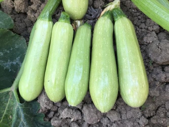 Насіння кабачка Хепі Мен (EZ 31) F1 (1000семян) Libra Seeds