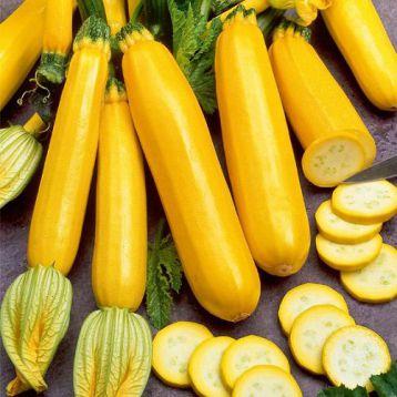 Насіння кабачка Голдстик F1 (45 дня) (500 сем.) Lark Seeds