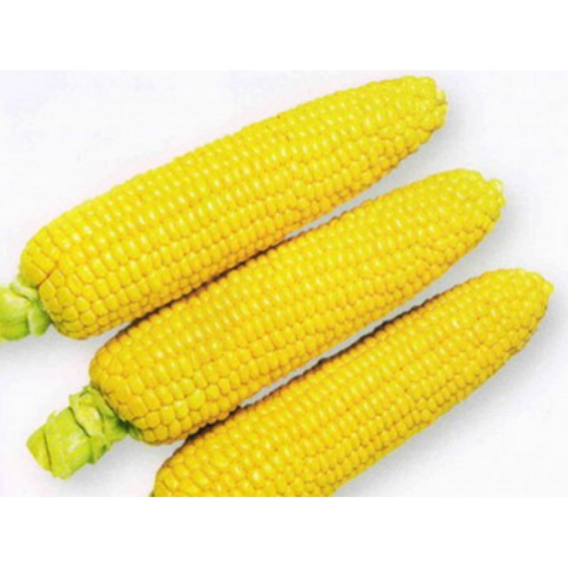 1801 F1 - насіння цукрової кукурудзи, 2500 нас., 74-77 днів, качан 25см, Lark Seeds