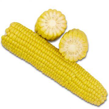1708 F1 - насіння цукрової кукурудзи, 2500 нас., 78 днів, качан 26см, Lark Seeds