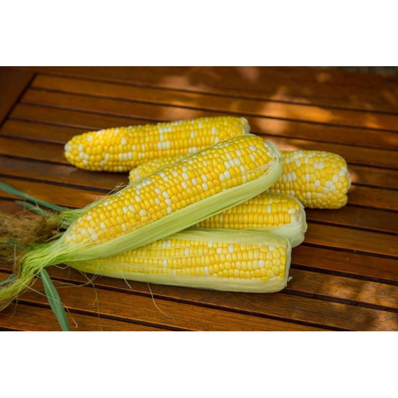 Насіння кукурудзи цукрової (Sh2 тип) 1805 F1 (75-78днів) качан 26 см (2500 сім.) Lark Seeds
