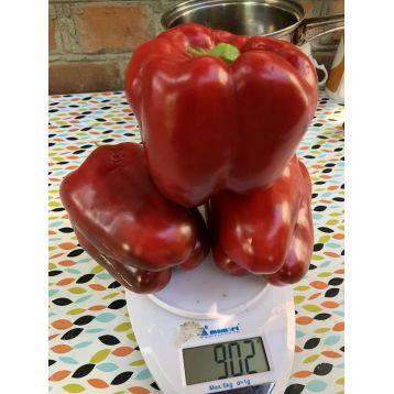 Насіння перцю солодкого 1601 F1 (ранній) кубічний (500 нас.) Lark Seeds