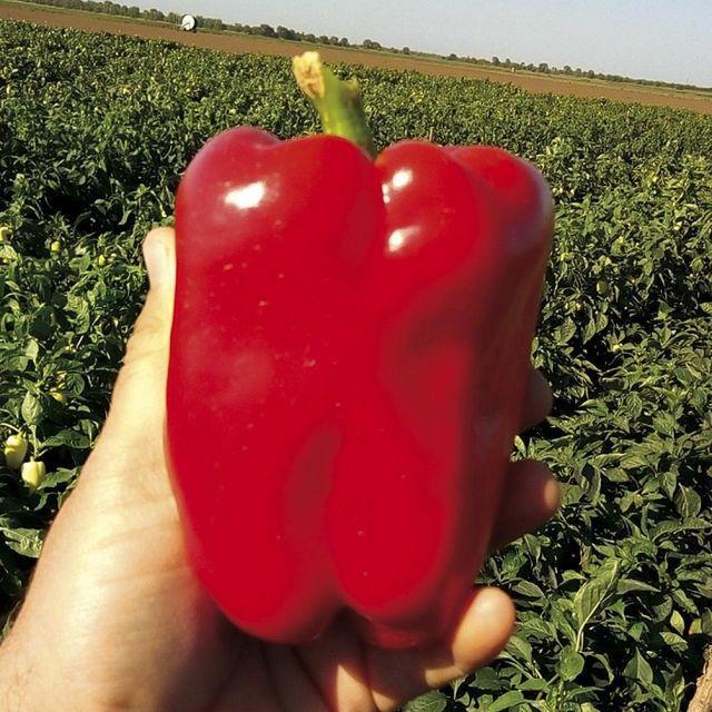 Фіджі F1 - насіння солодкого перцю, 250 нас., Libra Seeds