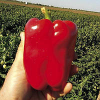 Менчул F1 - насіння солодкого перцю, 250 нас., Libra Seeds