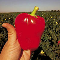 Насіння перцю солодкого Рідна F1 (250семян) Libra Seeds