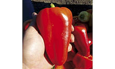 Лостун F1 - насіння солодкого перцю, 250 нас., Libra Seeds