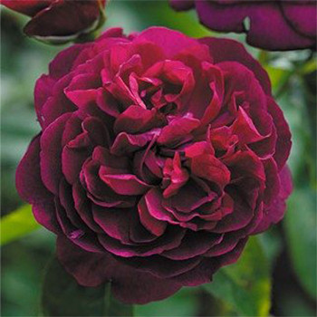 Троянда англійська Дарсі Бассел (Darcey Bussell) саджанці 6 шт