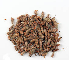 Соснова брунька , 500г.