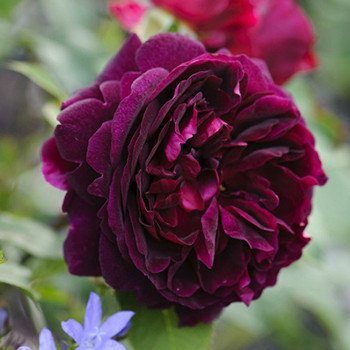 Троянда англійська Троянда Мунстед Вуд (Munstead Wood) саджанці 6 шт
