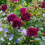 Троянда англійська Троянда Мунстед Вуд (Munstead Wood) саджанці 6 шт, фото 2