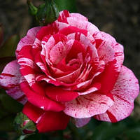 Троянда паркова Пападжена (Papagena) 6 шт