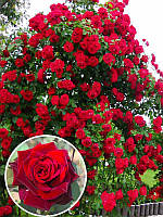 Троянда в'юнка Норита (Norita) 6 шт