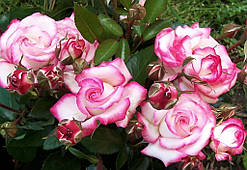 Троянда в'юнка Хендель (Hendel) 6 шт