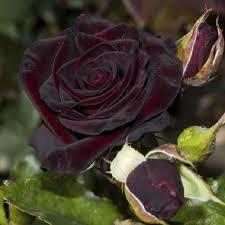 Троянда в'юнка Чорна Королева (Black Queen) 6 шт