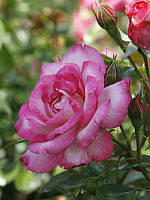Троянда в'юнка Кульки Асма (Sharika Asma) 6 шт