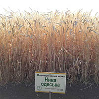 Насіння пшениці озимої Нива Одеська