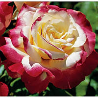 Роза чайно-гибридная Дабл Делайт (Dauble Delight) 6 шт