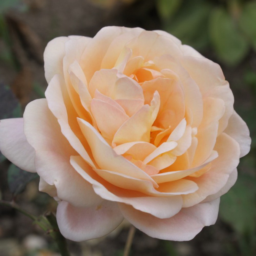 Роза чайно-гибридная Леандр (Leander) саженец (ID#1009258141), цена ...