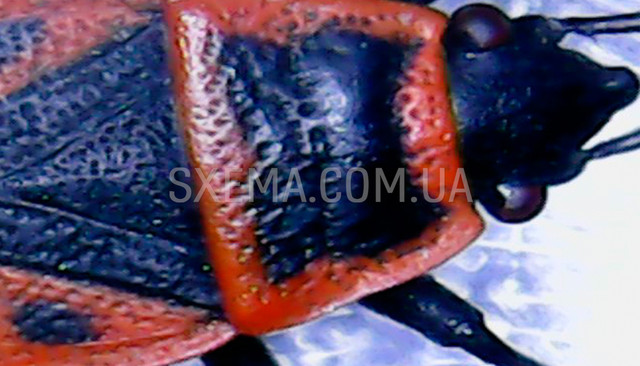 Мікроскоп для комах