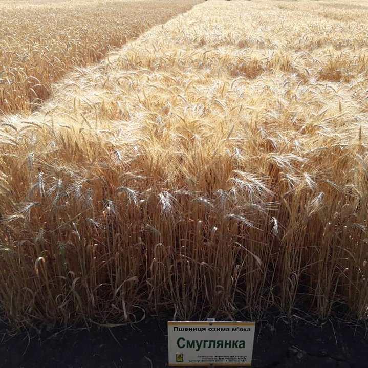 Озима пшениця Смуглянка